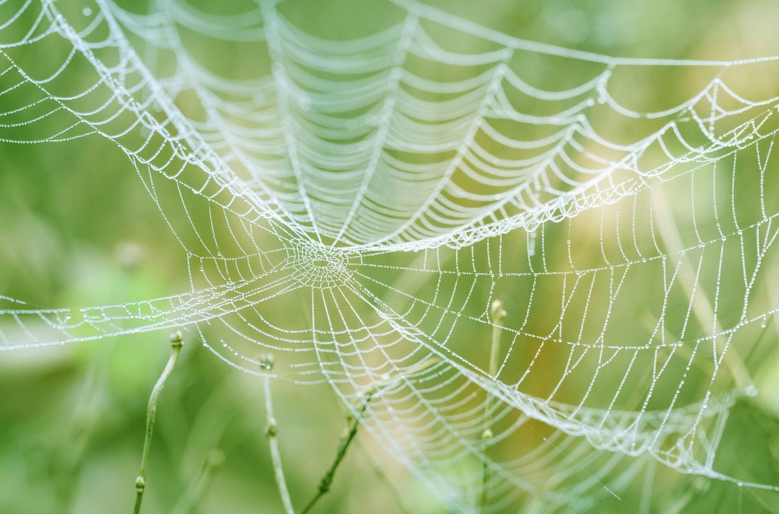 Close-up on a spider web in nature.