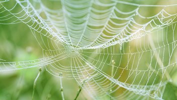 Gros plan sur une toile d'araignée dans la nature.