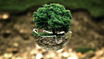 A miniature tree
